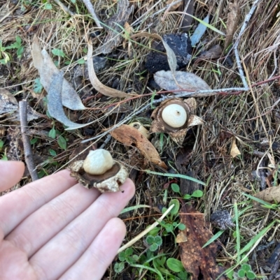 Unidentified Spore sac on a star-like base [earthstars] at The Angle, NSW - 9 Jun 2024 by JTran