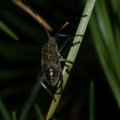 Poecilometis strigatus at Freshwater Creek, VIC - 6 Feb 2023 by WendyEM