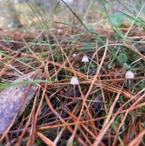 Mycena sp. at The Angle, NSW - suppressed