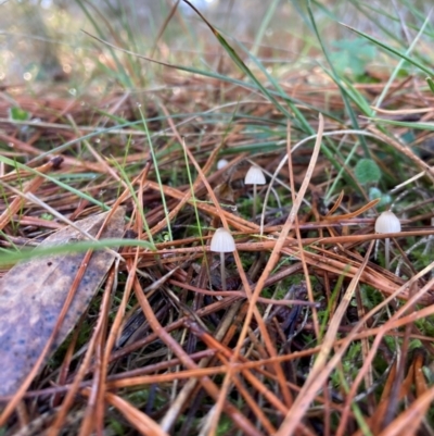 Mycena sp. (genus) (Mycena) at The Angle, NSW - 9 Jun 2024 by JTran
