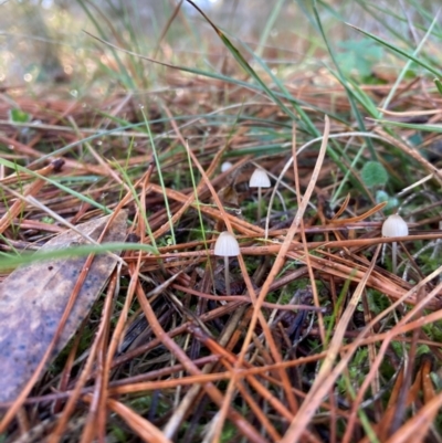 Mycena sp. (Mycena) at The Angle, NSW - 9 Jun 2024 by JTran