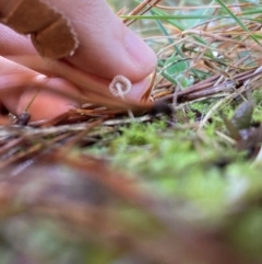 Mycena sp. at The Angle, NSW - suppressed