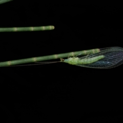 Mallada signatus at WendyM's farm at Freshwater Ck. - 6 Feb 2023 by WendyEM