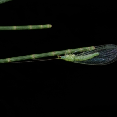 Mallada signatus at WendyM's farm at Freshwater Ck. - 6 Feb 2023 by WendyEM