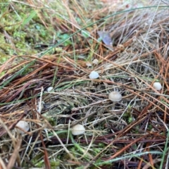 Mycena sp. (genus) (Mycena) at The Angle, NSW - 9 Jun 2024 by JTran
