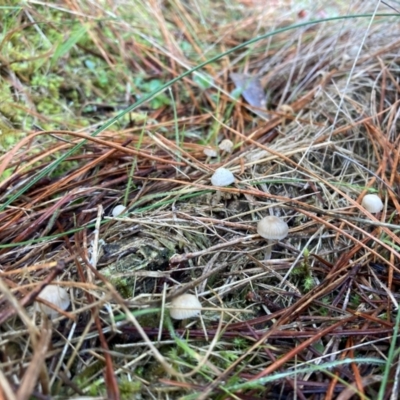 Mycena sp. (Mycena) at The Angle, NSW - 9 Jun 2024 by JTran