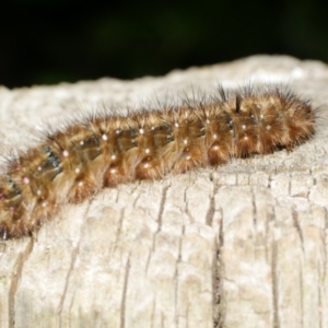 Anthela acuta at WendyM's farm at Freshwater Ck. - 9 Feb 2023 10:32 PM