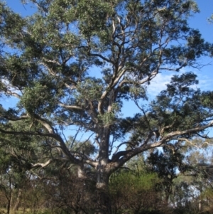 Eucalyptus blakelyi at The Pinnacle - 17 May 2024