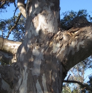 Eucalyptus blakelyi at The Pinnacle - 17 May 2024