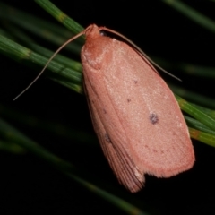 Garrha pudica (Modest Dullmoth) at Freshwater Creek, VIC - 9 Feb 2023 by WendyEM