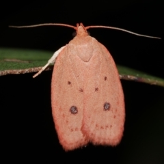 Garrha pudica (Modest Dullmoth) at WendyM's farm at Freshwater Ck. - 9 Feb 2023 by WendyEM