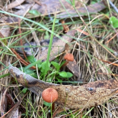 Laccaria sp. at The Angle, NSW - 9 Jun 2024 by JTran