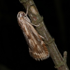 Clerarcha dryinopa (Xyloryctidae) at WendyM's farm at Freshwater Ck. - 9 Feb 2023 by WendyEM