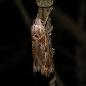 Clerarcha dryinopa at WendyM's farm at Freshwater Ck. - 9 Feb 2023