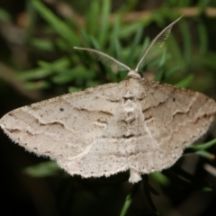 Syneora fractata (Ennominae) at Freshwater Creek, VIC - 9 Feb 2023 by WendyEM