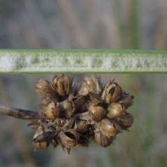 Juncus vaginatus (Clustered Rush) at Hawker, ACT - 17 May 2024 by pinnaCLE