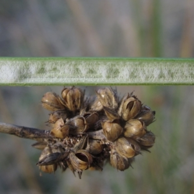 Juncus sp. at Hawker, ACT - 17 May 2024 by pinnaCLE