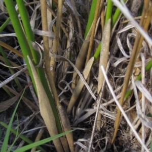 Juncus vaginatus at The Pinnacle - 17 May 2024