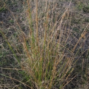 Juncus vaginatus at The Pinnacle - 17 May 2024