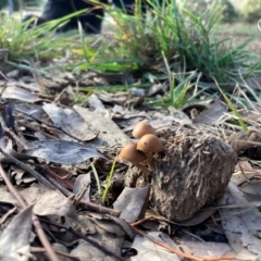 Unidentified Cap on a stem; gills below cap [mushrooms or mushroom-like] at The Angle, NSW - 9 Jun 2024 by JTran