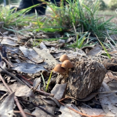 Unidentified Cap on a stem; gills below cap [mushrooms or mushroom-like] at The Angle, NSW - 9 Jun 2024 by JTran