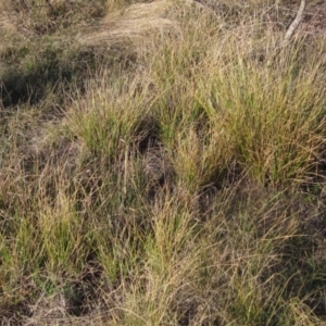 Carex appressa at The Pinnacle - 17 May 2024