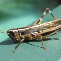 Unidentified Grasshopper (several families) at Herne Hill, VIC - 11 Feb 2023 by WendyEM