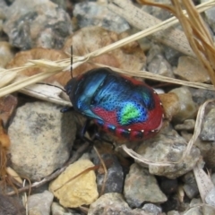 Unidentified Shield, Stink or Jewel Bug (Pentatomoidea) at Hamlyn Heights, VIC - 13 Feb 2023 by WendyEM