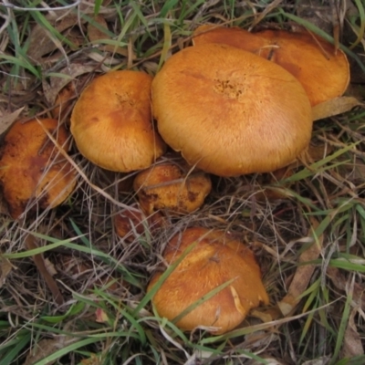 Gymnopilus junonius (Spectacular Rustgill) at The Pinnacle - 17 May 2024 by pinnaCLE