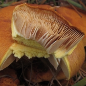 Gymnopilus junonius at The Pinnacle - 17 May 2024 03:53 PM