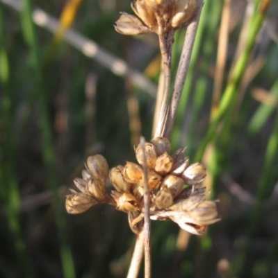 Juncus (genus) (A Rush) at The Pinnacle - 17 May 2024 by pinnaCLE