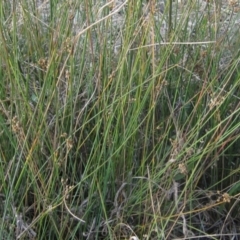 Juncus sp. at The Pinnacle - 17 May 2024