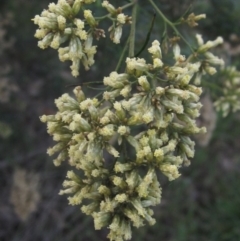 Cassinia quinquefaria at Hawker, ACT - 17 May 2024 by pinnaCLE