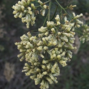 Cassinia quinquefaria at The Pinnacle - 17 May 2024