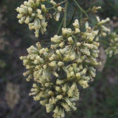 Cassinia quinquefaria (Rosemary Cassinia) at The Pinnacle - 17 May 2024 by pinnaCLE