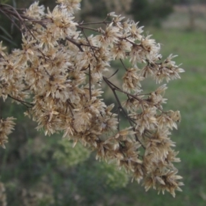 Cassinia quinquefaria at The Pinnacle - 17 May 2024