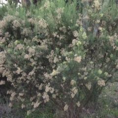 Cassinia quinquefaria at The Pinnacle - 17 May 2024