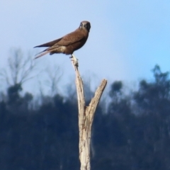 Falco berigora (Brown Falcon) at Rendezvous Creek, ACT - 8 Jun 2024 by KMcCue