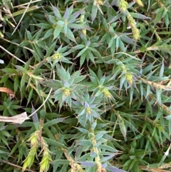 Styphelia humifusum (Cranberry Heath) at QPRC LGA - 9 Jun 2024 by SteveBorkowskis