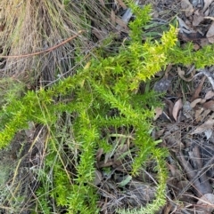 Grevillea (genus) (Grevillea) at QPRC LGA - 9 Jun 2024 by SteveBorkowskis