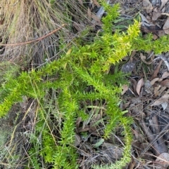 Grevillea sp. (Grevillea) at Jerrabomberra, NSW - 9 Jun 2024 by SteveBorkowskis