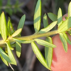 Grevillea sp. at QPRC LGA - 9 Jun 2024