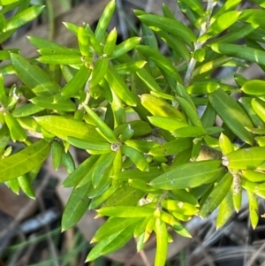 Grevillea sp. at QPRC LGA - 9 Jun 2024