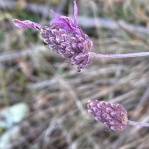 Lavandula stoechas at QPRC LGA - 9 Jun 2024