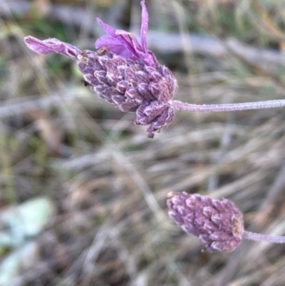 Lavandula stoechas (Spanish Lavender or Topped Lavender) at QPRC LGA - 9 Jun 2024 by SteveBorkowskis