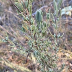 Lavandula stoechas at QPRC LGA - 9 Jun 2024