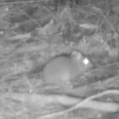 Unidentified Small Marsupial at Moruya, NSW - 7 Jun 2024 by LisaH