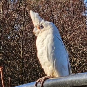 Cacatua sanguinea at QPRC LGA - 10 Jun 2024