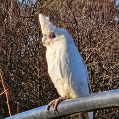 Cacatua sanguinea at QPRC LGA - 10 Jun 2024