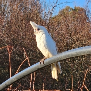 Cacatua sanguinea at QPRC LGA - 10 Jun 2024